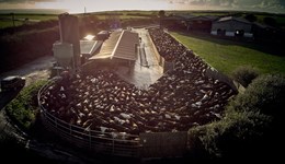 Optimising milk output, herd size and system